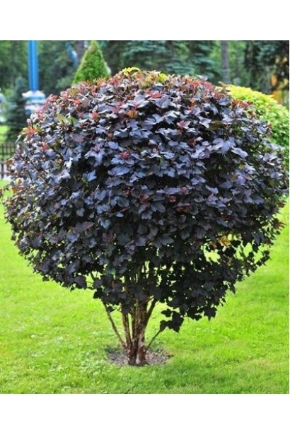 Пухироплідник Ред Барон — яскравий акцент у саду.